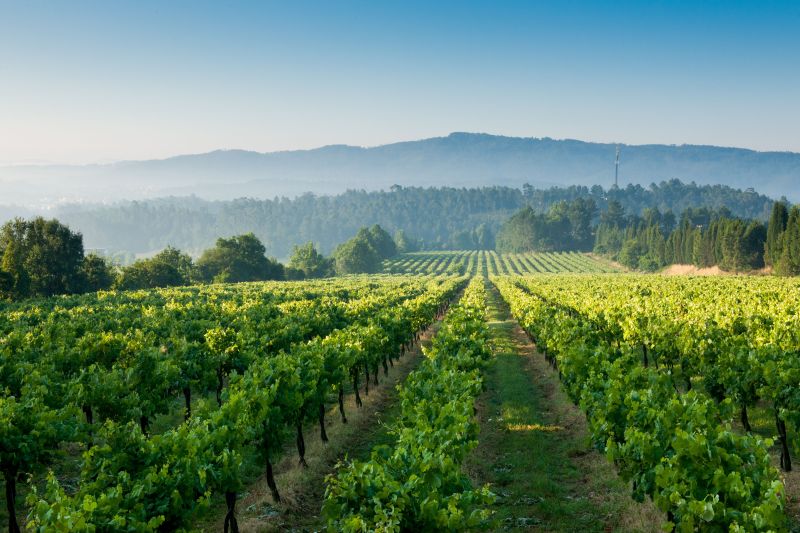Martel Quinta de Azevedo