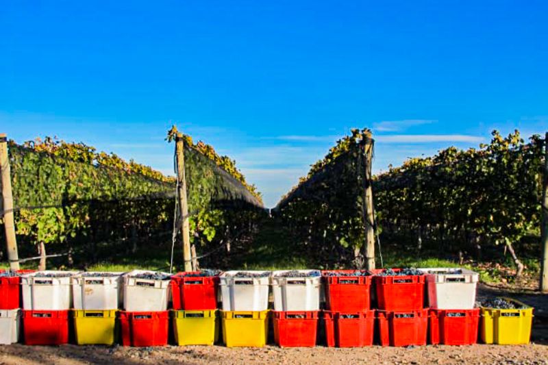 Weingut Bodega Altocedro