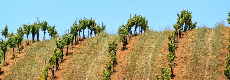 Martel AG - Ridge Vineyards