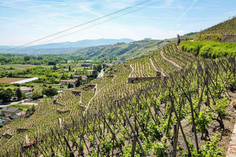 Martel Domaine Rostaing
