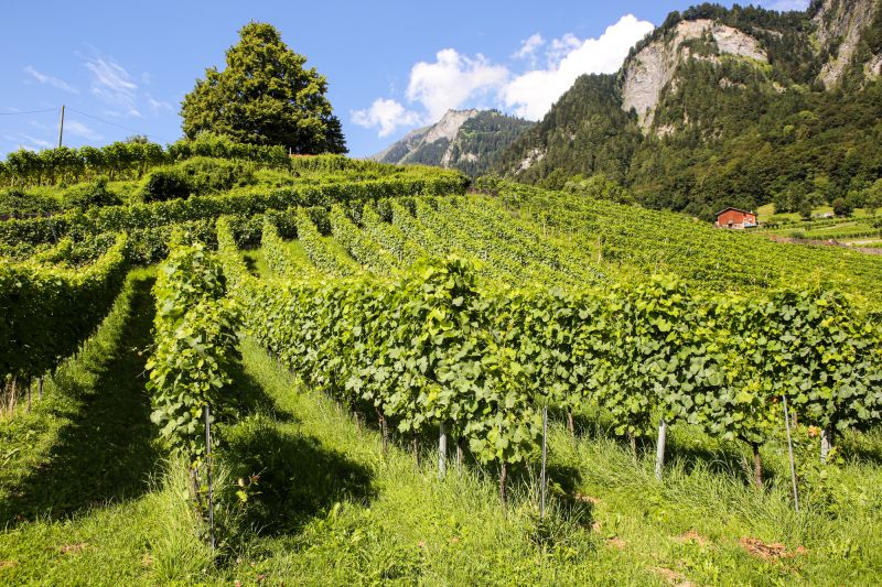 Weingut Weingut Donatsch