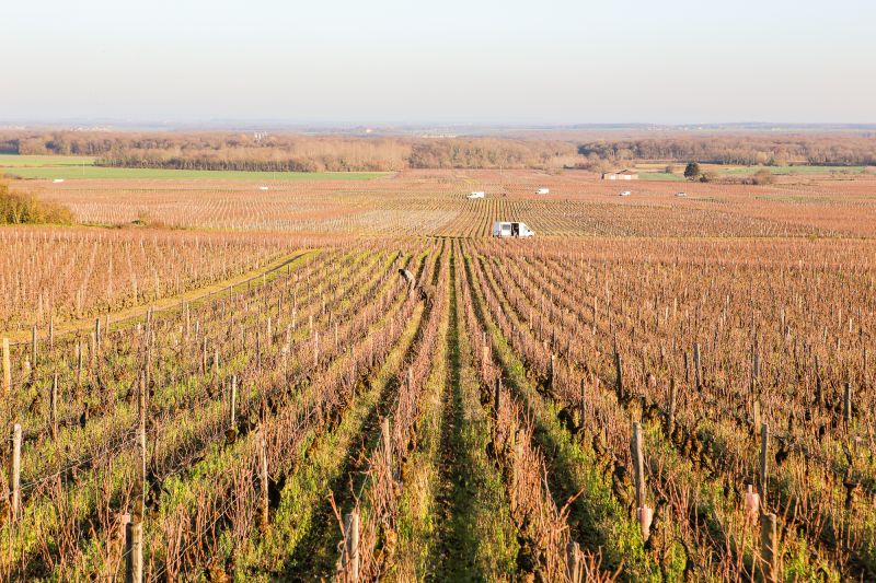 Martel Domaine Comte de Vogüé