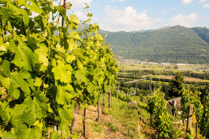 Wein Tessin