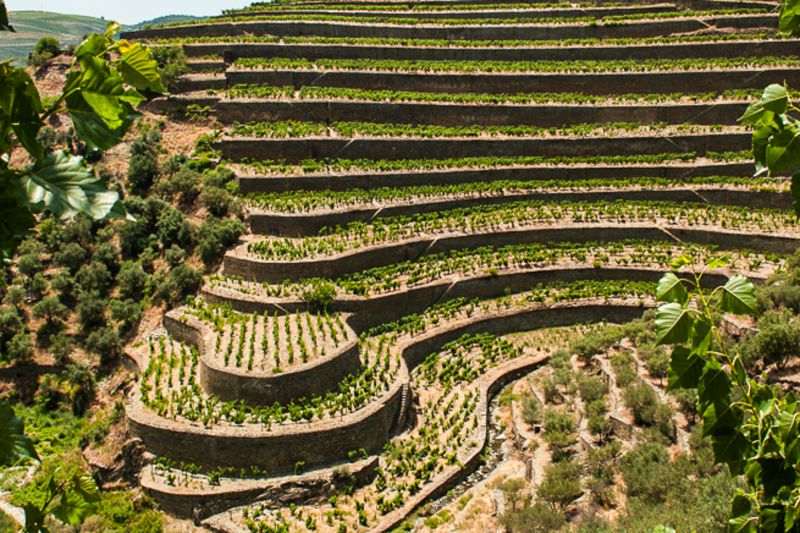 Weingut Fonseca Guimaraens