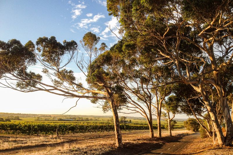 Weine South Australia
