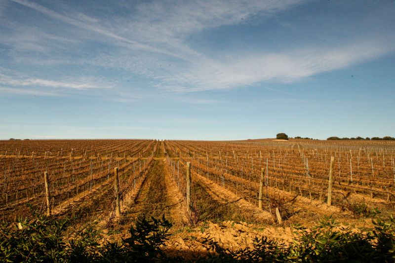 Wein Somontano