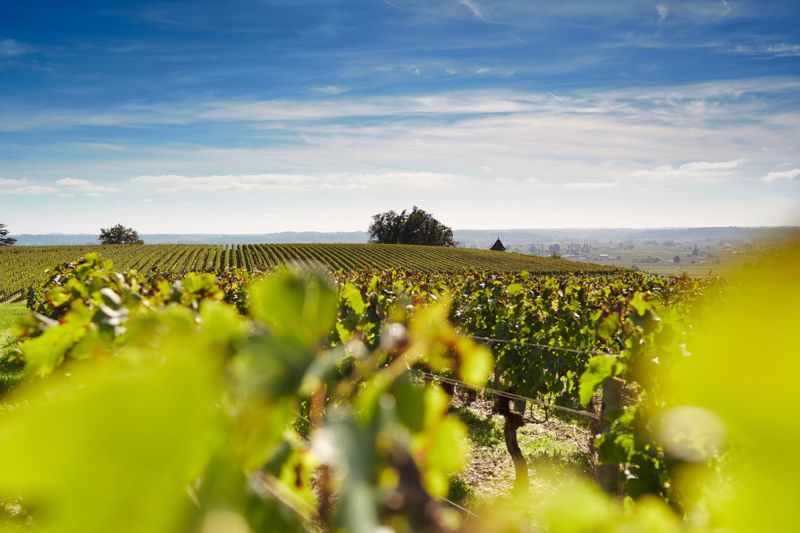 Weine Château Pavie