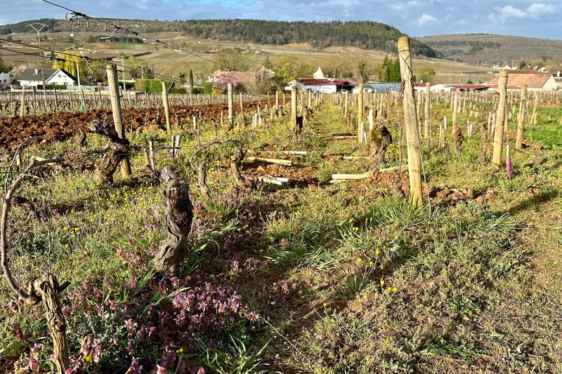 Martel Domaine Arnaud Baillot