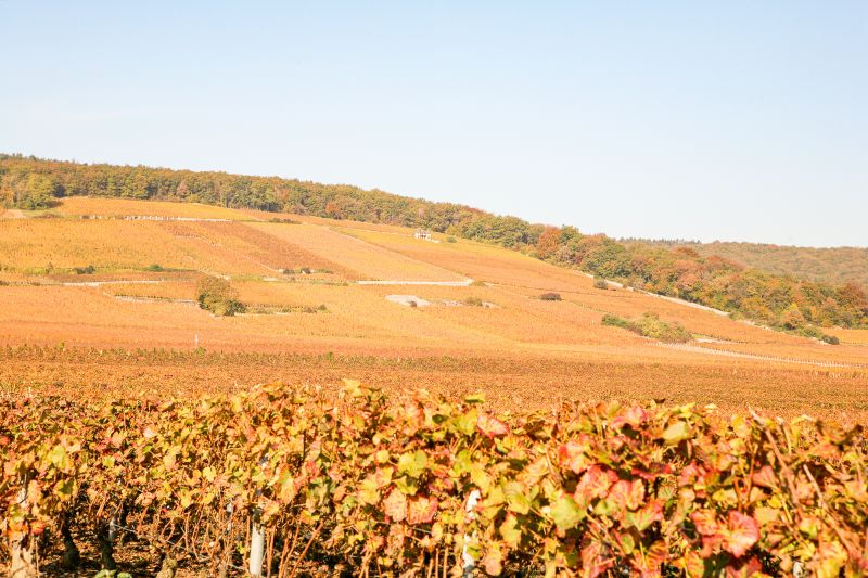 Weine Côte de Nuits