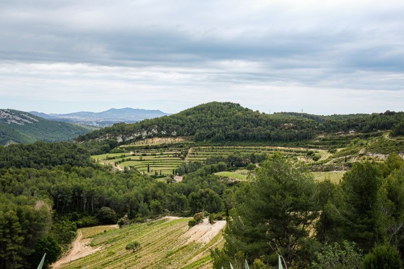 Weine aus der Region Provence