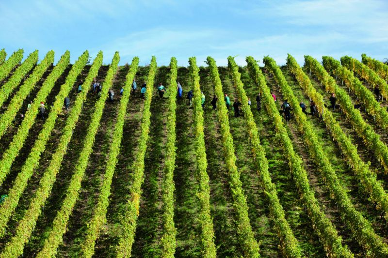 Weine aus der Region Rheingau