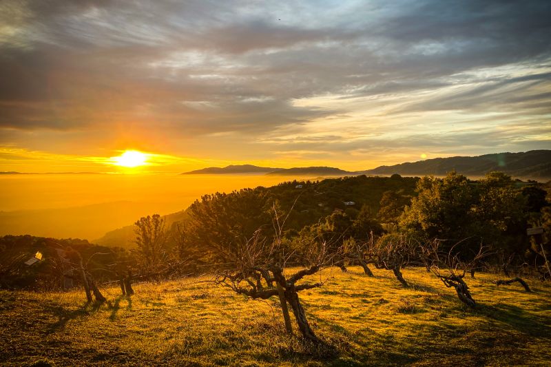 Weine Dry Creek Valley