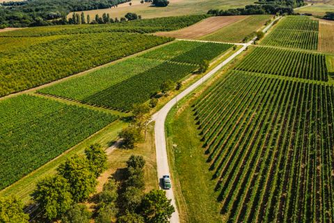 Weine aus der Region Sud-Ouest