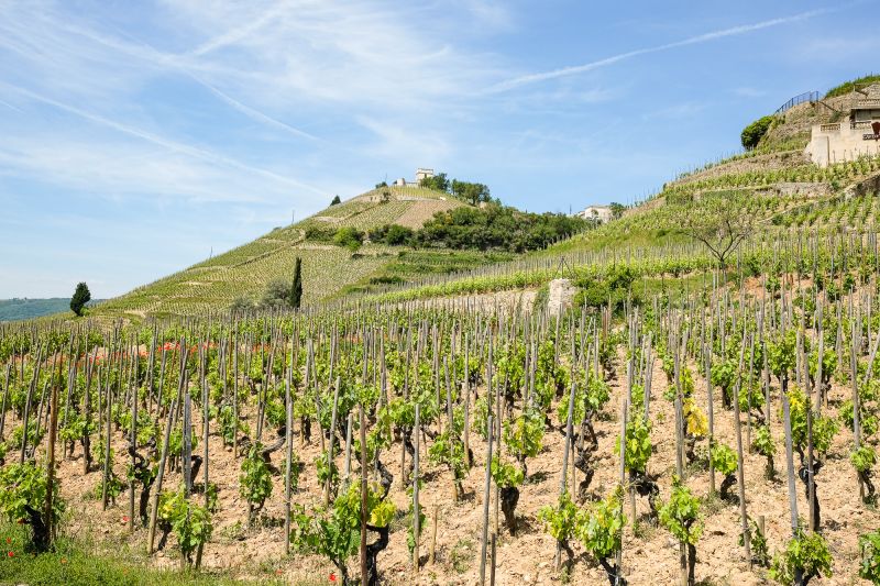 Wein Rhône