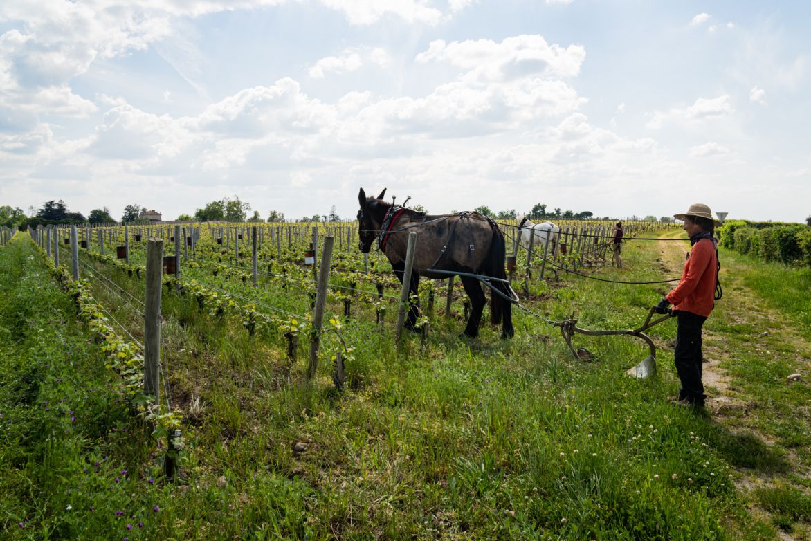 Weine aus der Region Bordeaux
