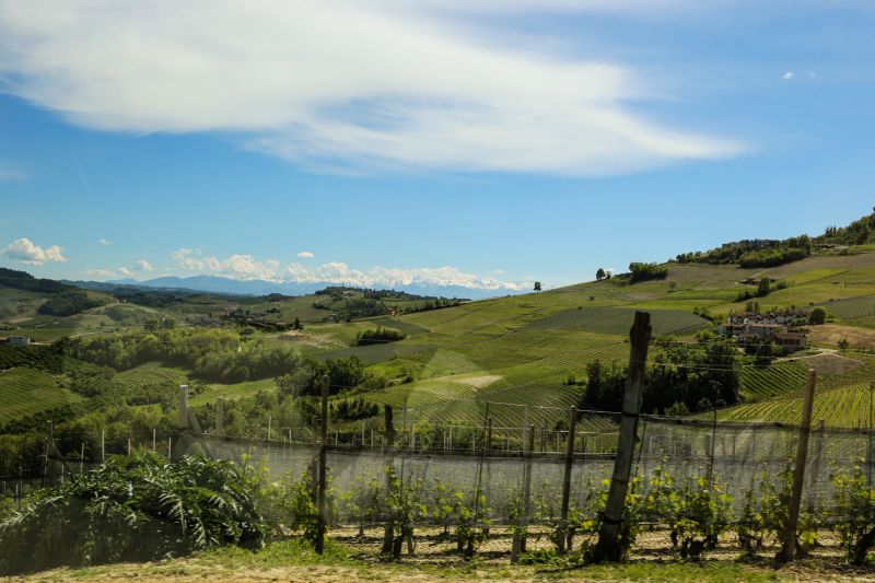 Weine Oddero Poderi e Cantine