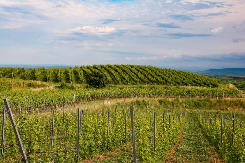 Weine aus der Region Niederösterreich