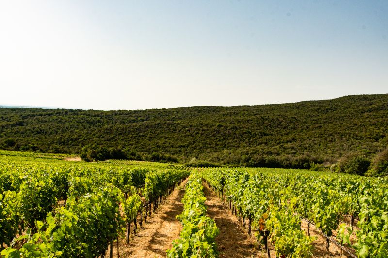 Weingut Caccia al Piano