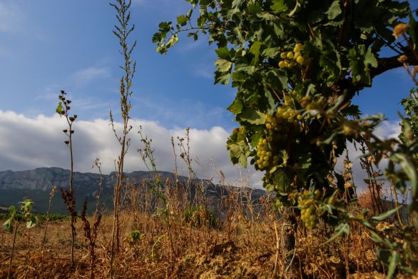 Weine aus der Region Rioja