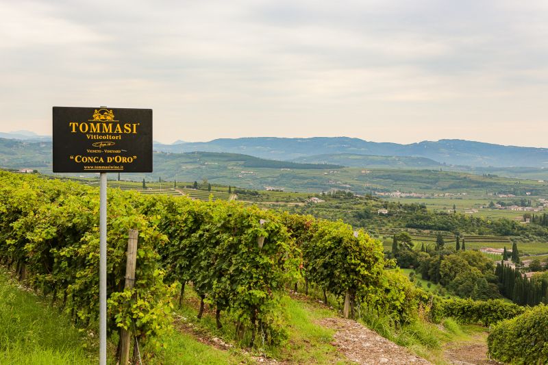 Weingut Tommasi Viticoltori
