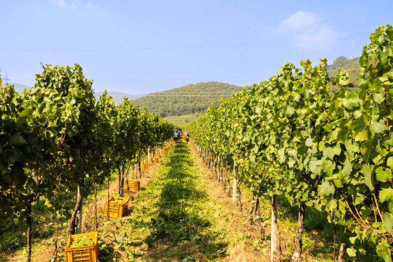 Weine Franciacorta