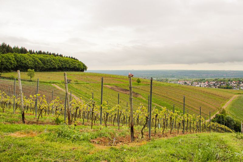 Martel Weingut Robert Weil