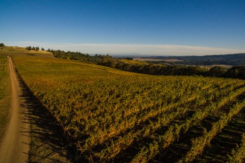 Weine Willamette Valley