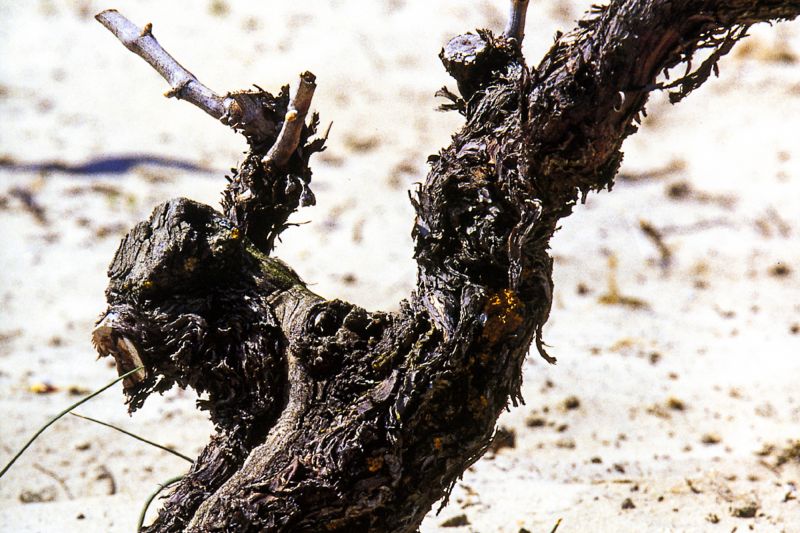 Weine Bodegas Leda