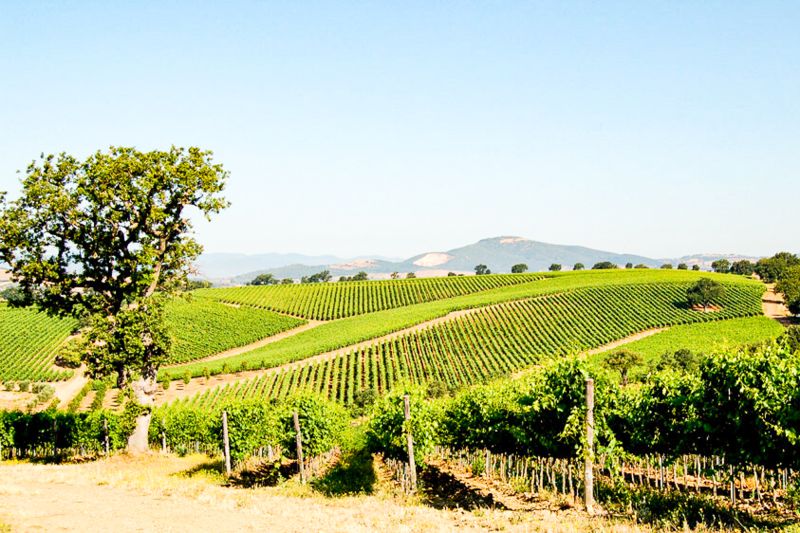 Weingut Poggio al Tufo