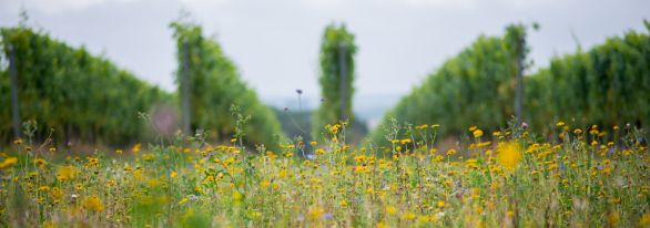 Martel AG - Gusbourne