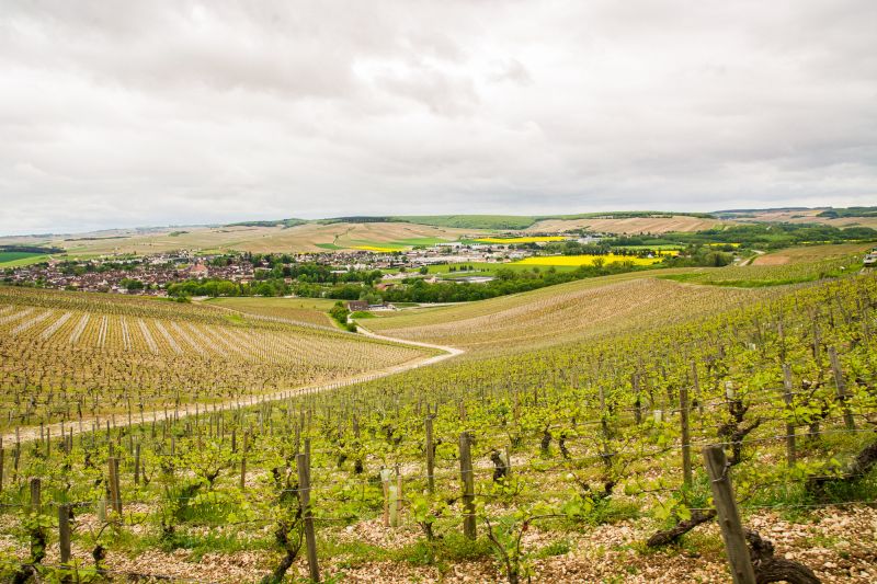 Weine Chablis
