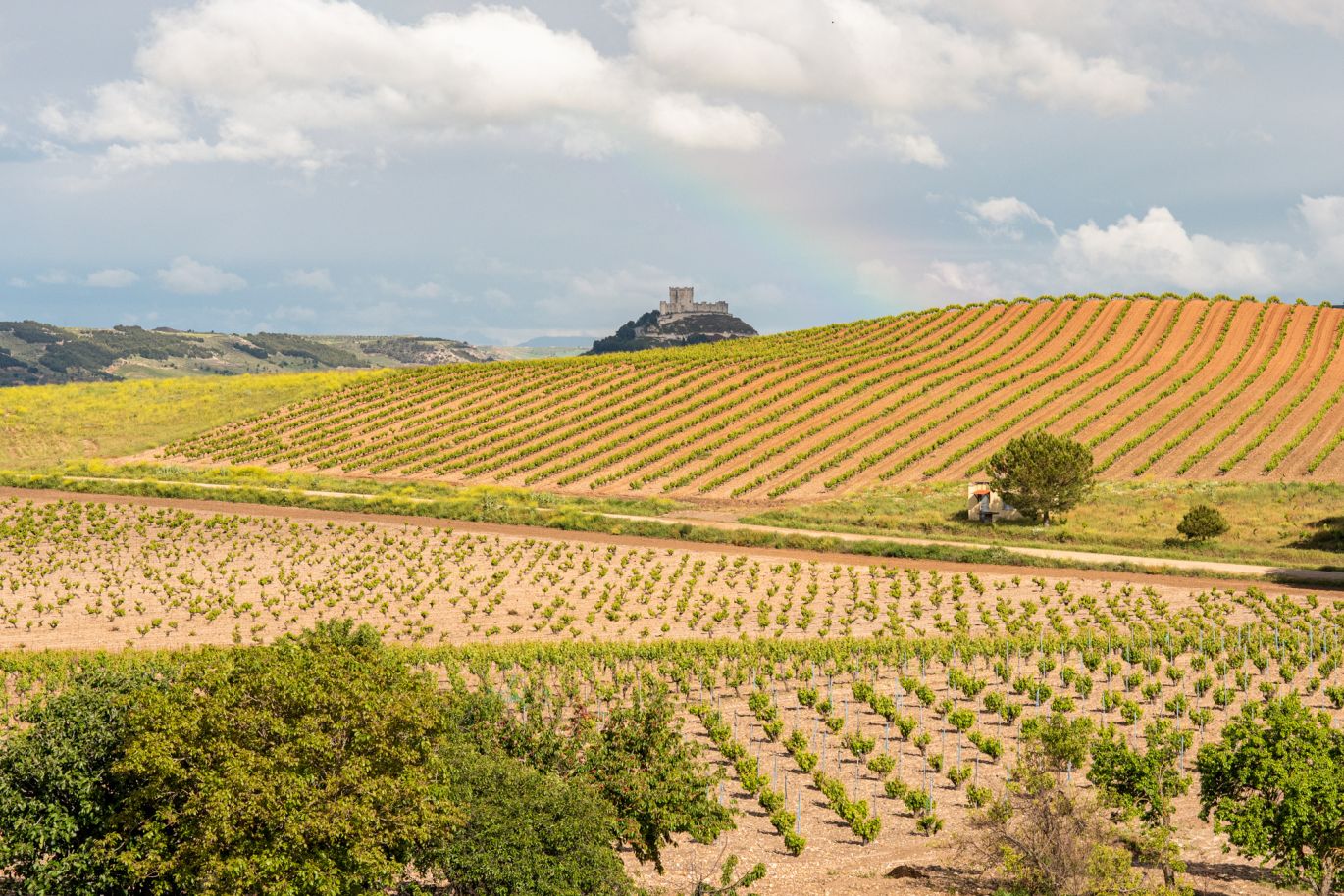 Weinregion Ribera del Duero