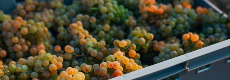 Martel AG - Weingut Dreissigacker