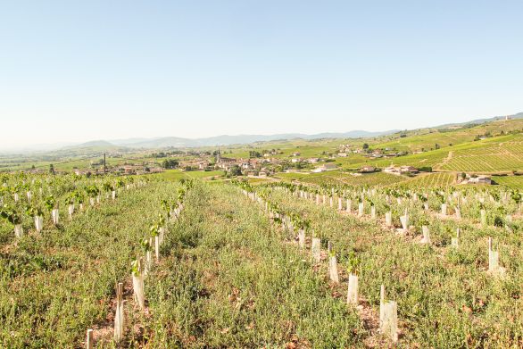 Weinregion Beaujolais