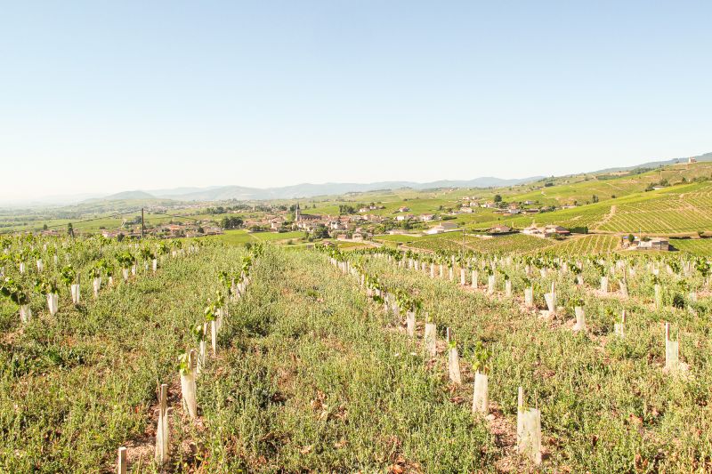 Weinregion Beaujolais