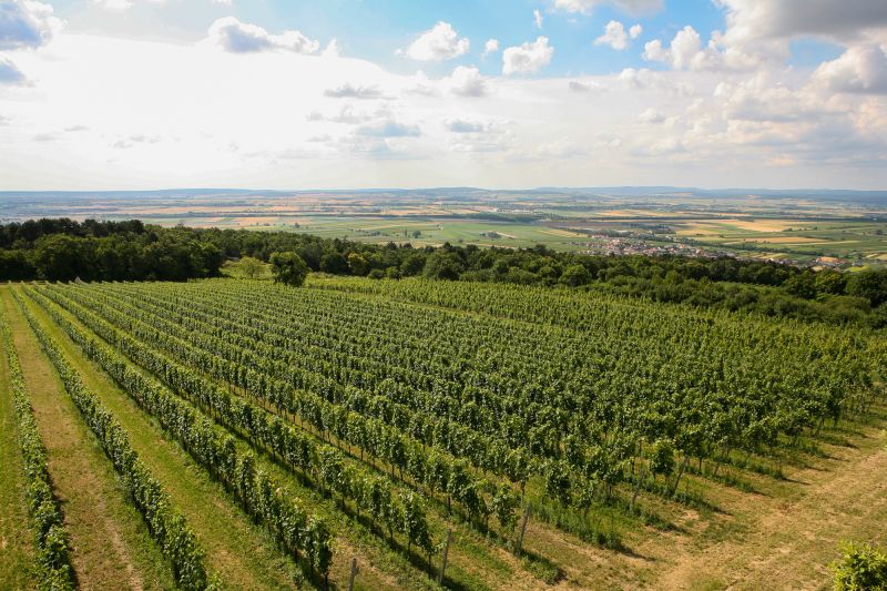 Weine Burgenland