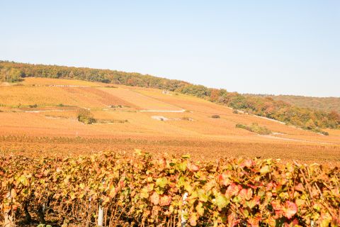 Weine Côte de Nuits