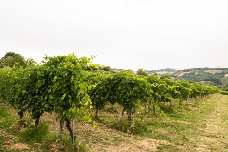 Weinregion Marche
