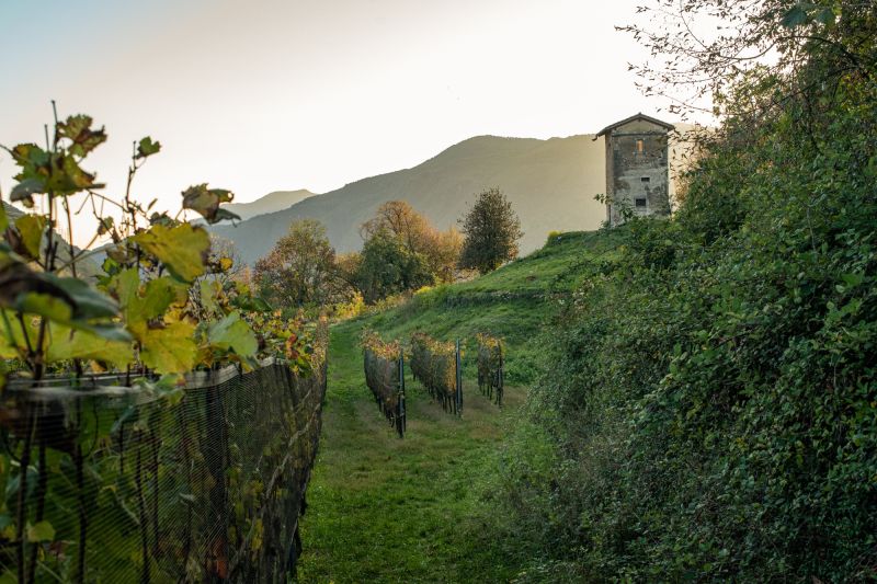 Weinregion Tessin