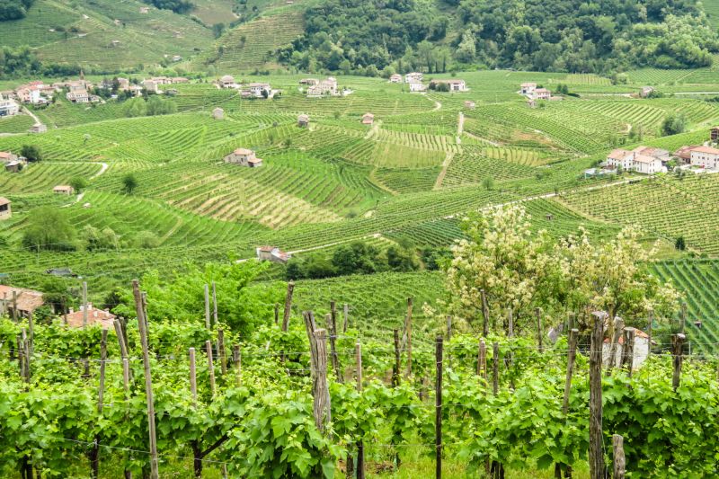 Weine Valdobbiadene