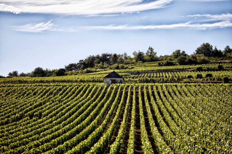 Martel Vignoble des Cabottes