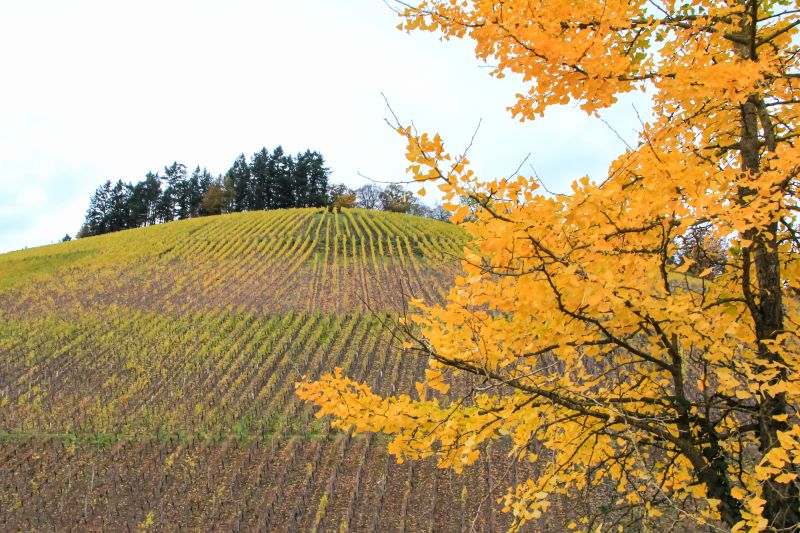 Weine aus der Region Mosel