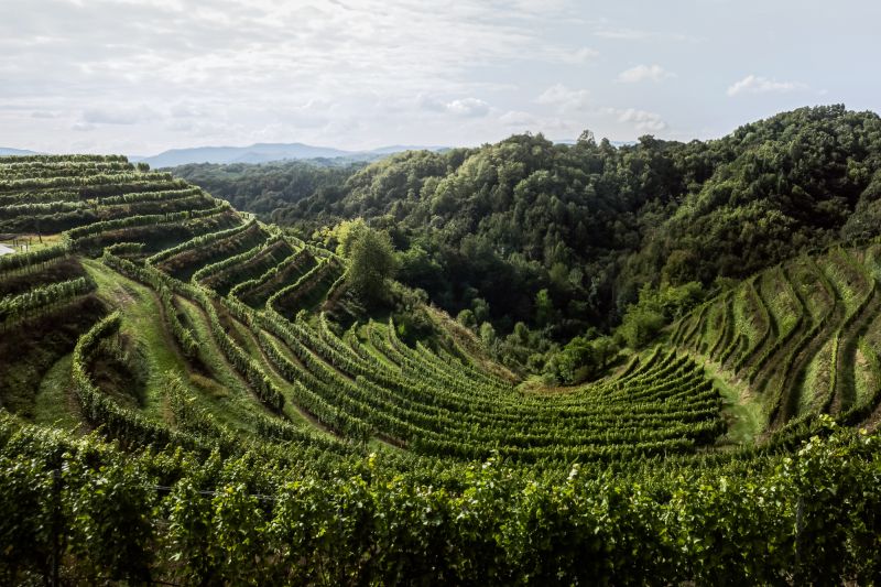 Weine Stajerska Slovenija