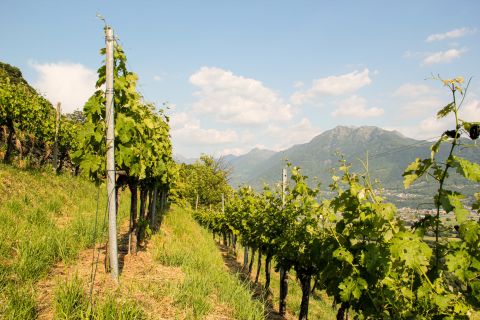 Weine aus der Region Tessin