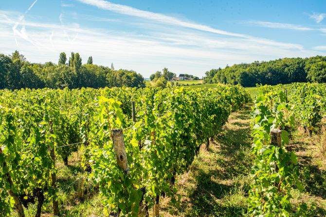 Weine aus der Region Bordeaux