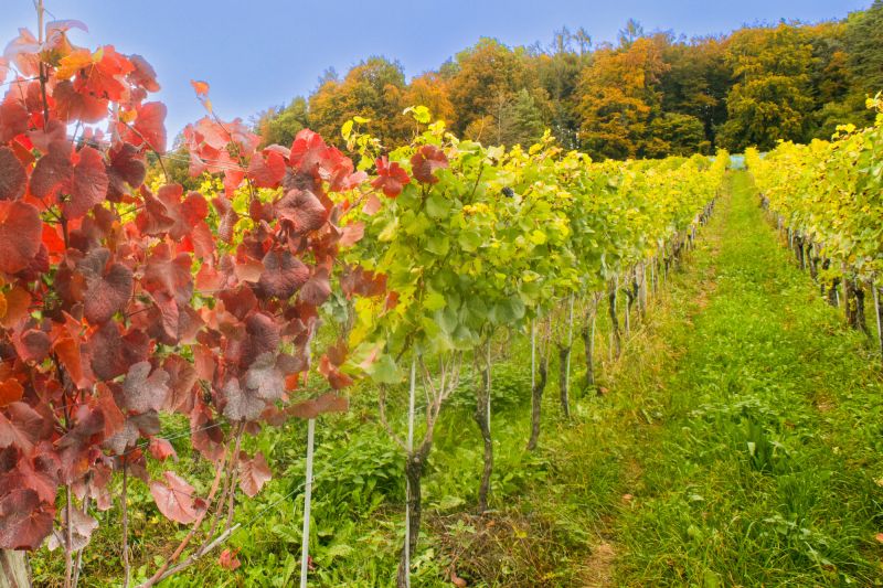 Weinregion Thurgau