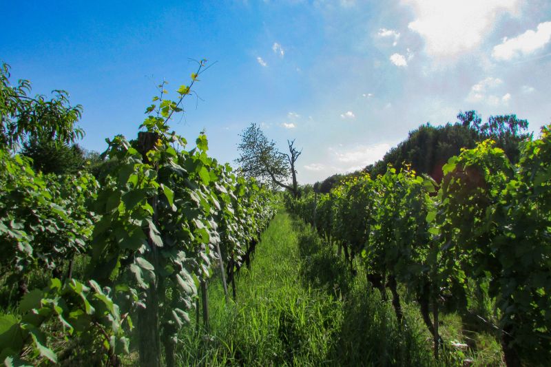 Weine Moric - Roland Velich