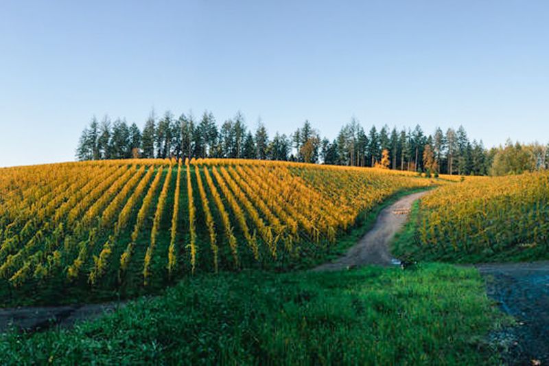 Weine Beaux Frères