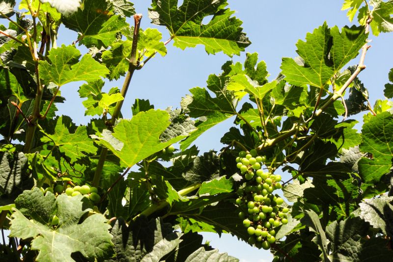 Weine aus der Region Sizilien