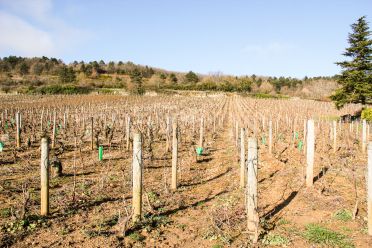 Weingut Domaine Guy Amiot et Fils